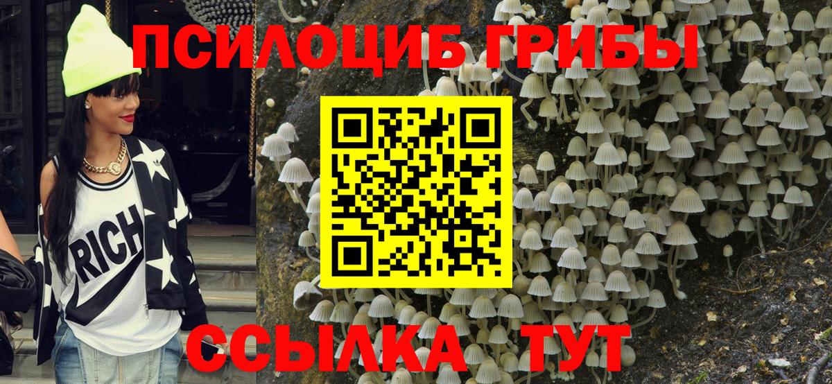 Галлюциногенные грибы Psilocybe  закладка  Елец  Псилоцибиновые грибы мицелий 